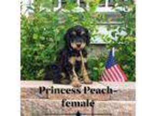Mutt Puppy for sale in Mayville, WI, USA