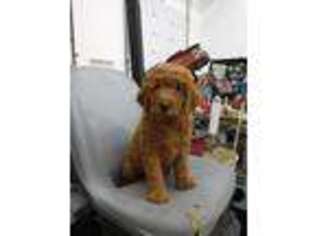 Goldendoodle Puppy for sale in Moberly, MO, USA