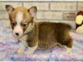 Pembroke Welsh Corgi Puppy for sale in Pittsburg, KS, USA