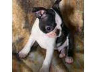 Boston Terrier Puppy for sale in Oroville, WA, USA