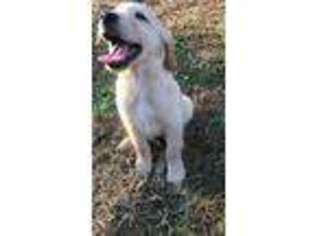 Medium Photo #1 Golden Retriever Puppy For Sale in Tampa, FL, USA