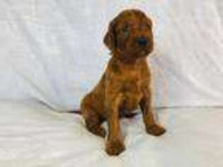 Irish Setter Puppy for sale in Hammond, WI, USA