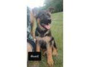 German Shepherd Dog Puppy for sale in Rush City, MN, USA