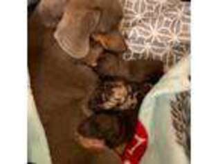 Dachshund Puppy for sale in Fort Morgan, CO, USA