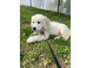 Golden Retriever Puppy for sale in Northport, NY, USA
