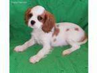 Cavalier King Charles Spaniel Puppy for sale in Midland, TX, USA