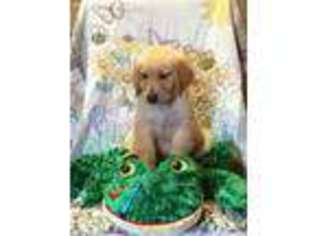 Golden Retriever Puppy for sale in Titusville, FL, USA