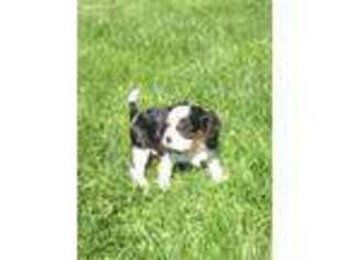 Cavalier King Charles Spaniel Puppy for sale in Adamstown, PA, USA