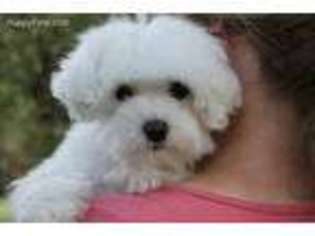 Maltese Puppy for sale in Dryden, VA, USA
