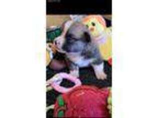Pembroke Welsh Corgi Puppy for sale in Goldsboro, NC, USA