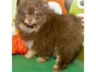 Pomeranian Puppy for sale in Spokane, MO, USA