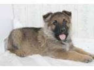 German Shepherd Dog Puppy for sale in Rayville, MO, USA