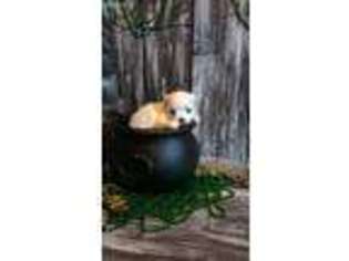 Maltese Puppy for sale in Joplin, MO, USA