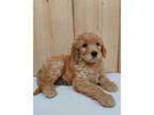 Goldendoodle Puppy for sale in Mc Veytown, PA, USA