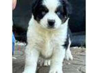 Miniature Australian Shepherd Puppy for sale in Churchville, MD, USA