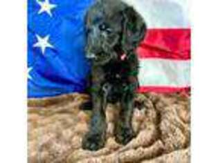Labradoodle Puppy for sale in Eustis, FL, USA