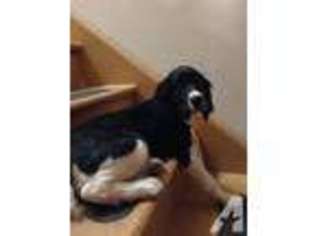 English Springer Spaniel Puppy for sale in SCAPPOOSE, OR, USA