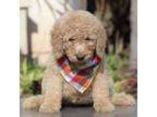 Goldendoodle Puppy for sale in San Diego, CA, USA