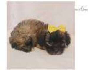 Yorkshire Terrier Puppy for sale in Austin, TX, USA