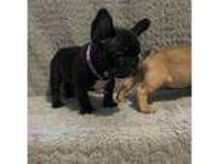 French Bulldog Puppy for sale in Mchenry, IL, USA