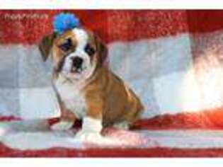 Bulldog Puppy for sale in Wakarusa, IN, USA