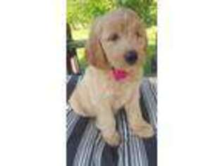 Goldendoodle Puppy for sale in Jamestown, IN, USA