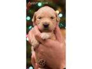 Golden Retriever Puppy for sale in Horseheads, NY, USA