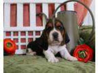 Medium Photo #1 Basset Hound Puppy For Sale in Unknown, USA