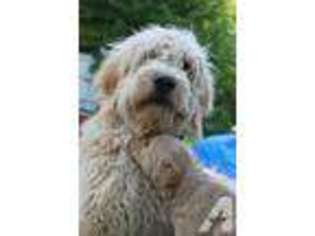 Goldendoodle Puppy for sale in DEER PARK, WA, USA