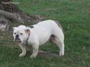 Olde English Bulldogge Puppy for sale in Lawrenceburg, TN, USA