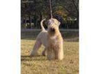 Soft Coated Wheaten Terrier Puppy for sale in Gordonville, TX, USA
