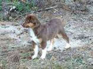 Miniature Australian Shepherd Puppy for sale in Escondido, CA, USA