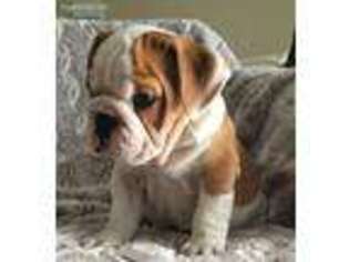 Bulldog Puppy for sale in Orlando, FL, USA