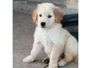 Golden Retriever Puppy for sale in Rockwall, TX, USA