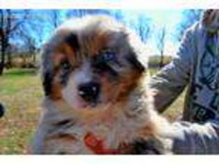 Miniature Australian Shepherd Puppy for sale in Purdy, MO, USA