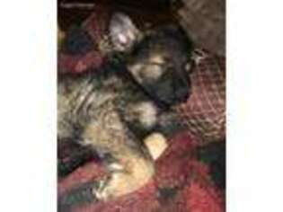 Native American Indian Dog Puppy for sale in Dayville, CT, USA