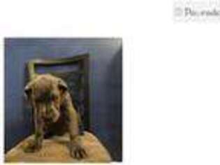 Medium Photo #1 Mutt Puppy For Sale in Baltimore, MD, USA
