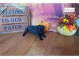 Pug Puppy for sale in Lubbock, TX, USA