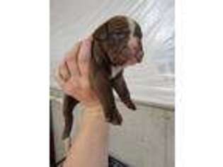 Olde English Bulldogge Puppy for sale in Genoa, IL, USA