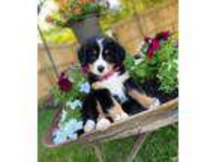 Bernese Mountain Dog Puppy for sale in Lapel, IN, USA