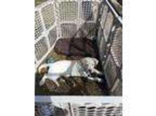 Labrador Retriever Puppy for sale in Hazleton, PA, USA