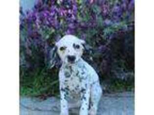 Dalmatian Puppy for sale in Salinas, CA, USA