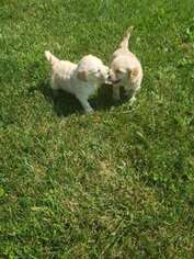 Goldendoodle Puppy for sale in Frewsburg, NY, USA