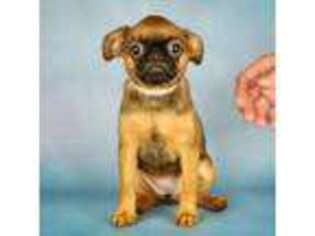 Brussels Griffon Puppy for sale in Naples, FL, USA