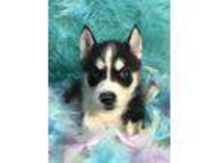Siberian Husky Puppy for sale in Sawyer, OK, USA