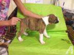 Boxer Puppy for sale in MIAMI, FL, USA