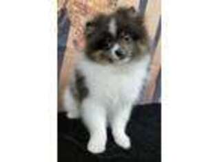 Pomeranian Puppy for sale in Bly, OR, USA