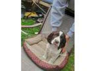 English Springer Spaniel Puppy for sale in Bloomfield, NY, USA