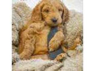 Goldendoodle Puppy for sale in Saint George, UT, USA