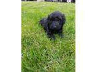 Portuguese Water Dog Puppy for sale in Portland, OR, USA